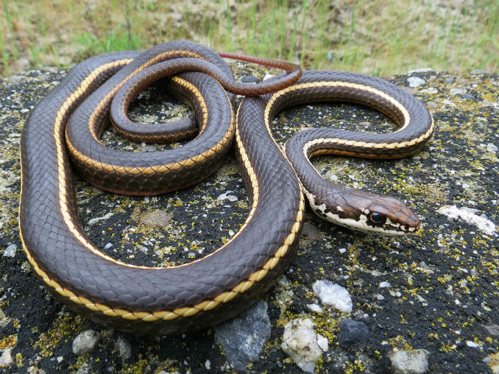 California Striped Racer